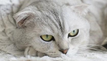 A股异动丨数字货币概念股集体回调，东信和平跌停，北信源、翠微股份跌超7%