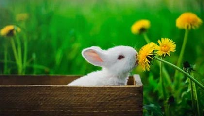 珠免集团：公司暂不涉及数字货币、稳定币等支付业务