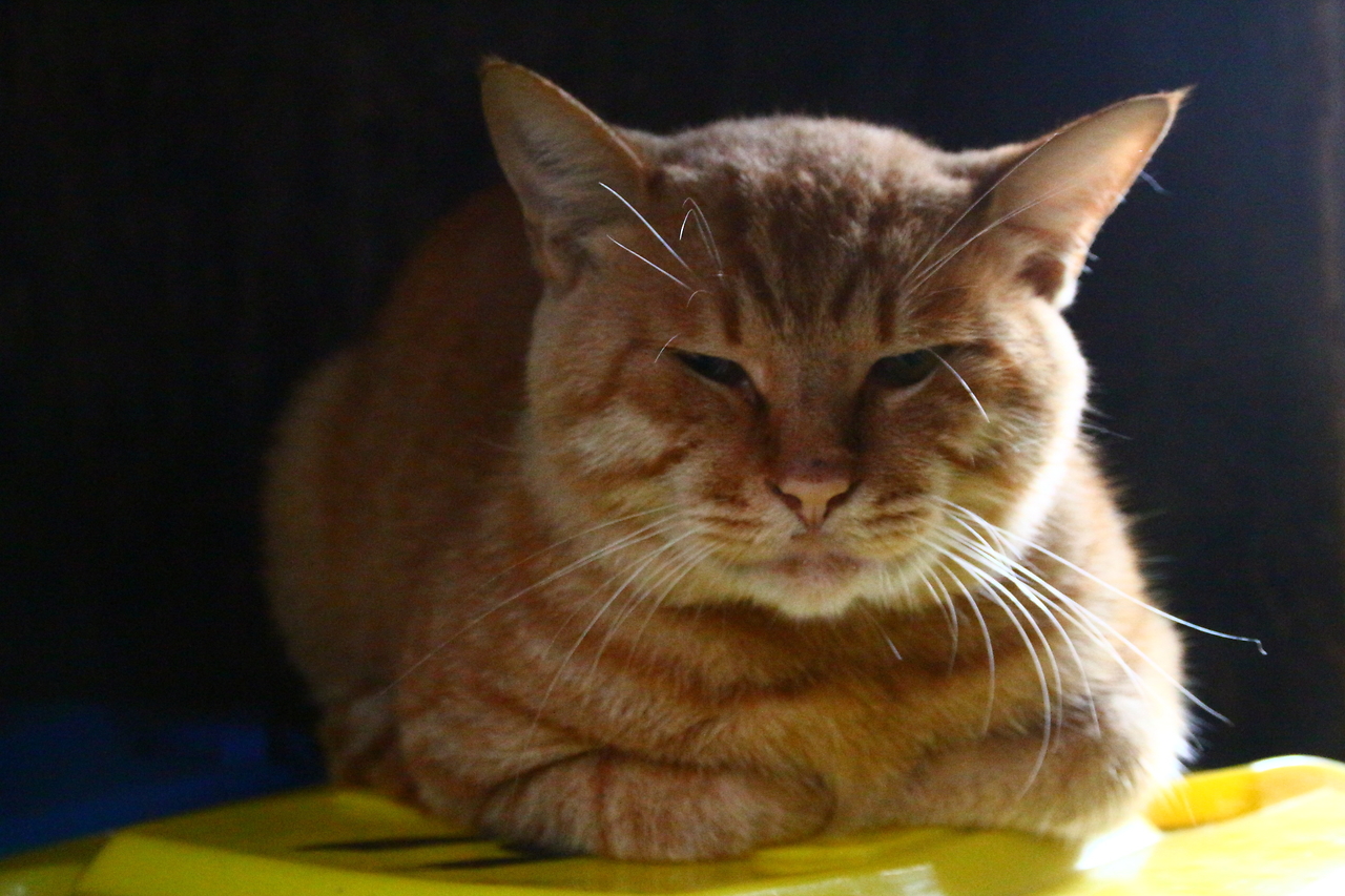 虚拟币老猫(虚拟币mana)