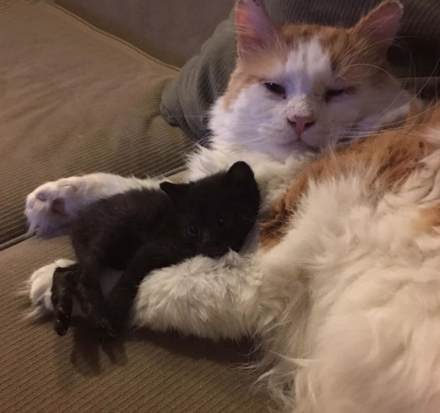 虚拟币老猫(虚拟币mana)