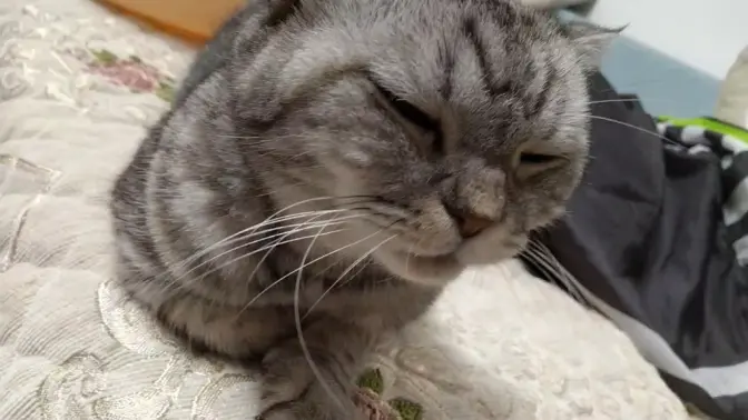 虚拟币老猫(虚拟币老币种)